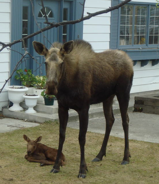 Alaskan Moose